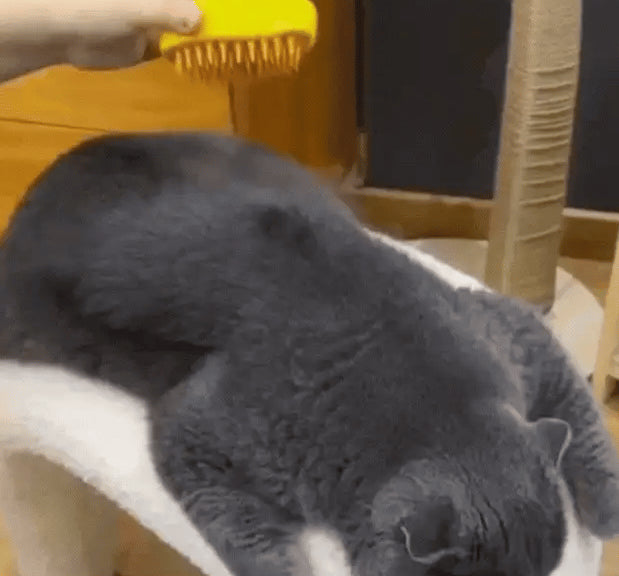 🐕🐈 TU MASCOTA LO DISFRUTA, TU CASA LO AGRADECE